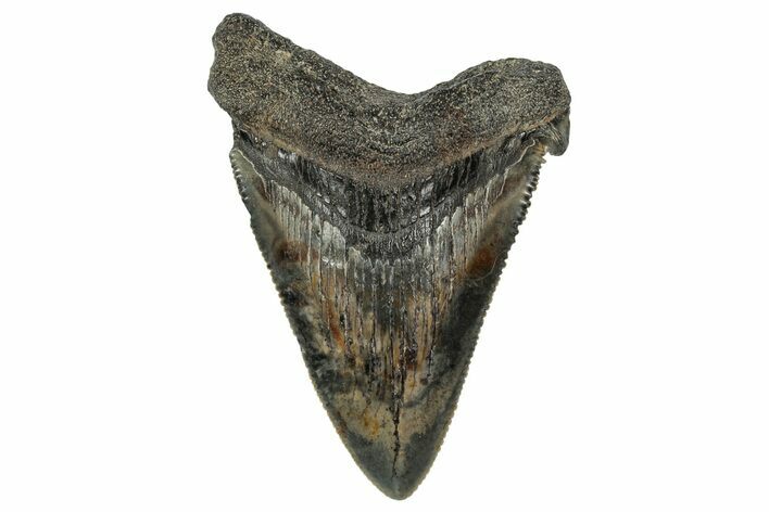 Serrated Angustidens Tooth - Megalodon Ancestor #340380